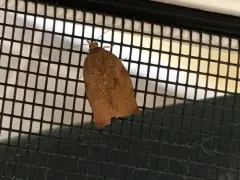 Dark Fruit-tree Tortrix thumbnail 2