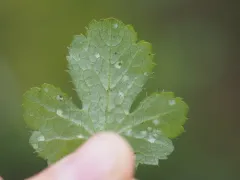 Entyloma flavoluteum thumbnail 1