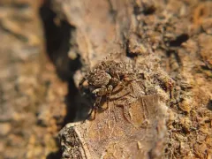 Attulus sylvestris thumbnail 1