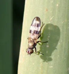 Chaetopsis massyla thumbnail 3