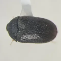 Black Carpet Beetle thumbnail 1