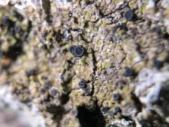 Lopadium disciforme thumbnail 3