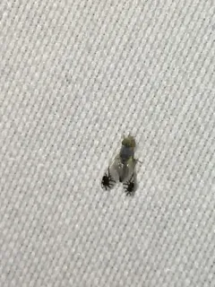Trupanea actinobola thumbnail 4