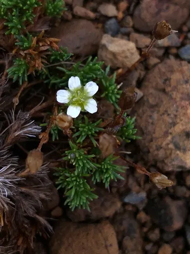 Serpentine Stitchwort