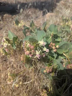 Humboldt Mountains milkweed thumbnail 2