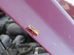 Narrow-winged Spur-throat Grasshopper thumbnail 3