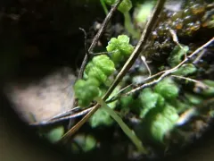 Snow Lungwort thumbnail 2