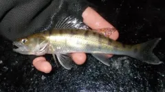 Zander thumbnail 2
