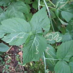 Agromyza vockerothi thumbnail 4