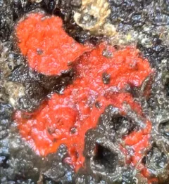 Red Beard Sponge thumbnail 3