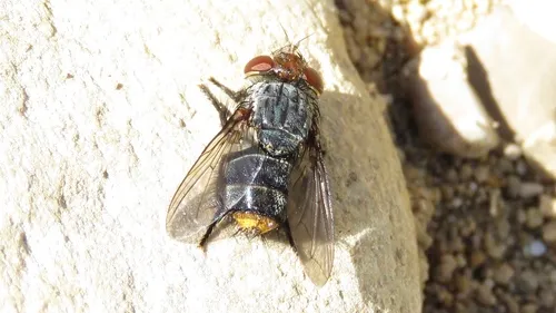 Belvosia unifasciata