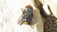 Belvosia unifasciata thumbnail 1