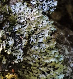 Pea-green Shield Lichen thumbnail 3