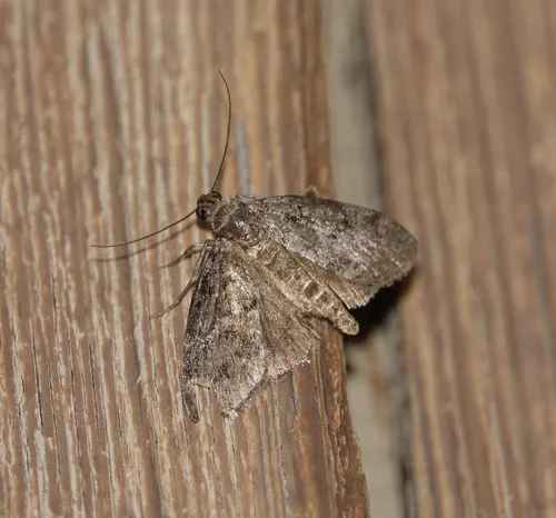 Aspen Webworm Moth