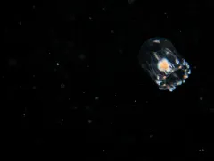 Rathkea octopunctata thumbnail 3
