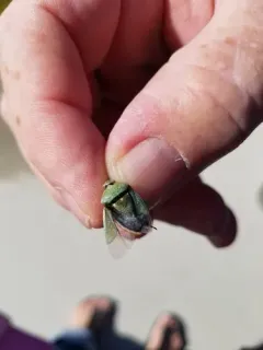 Say's Stink Bug thumbnail 2