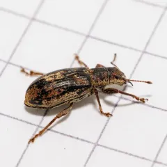 Pachyrhinus cinereus thumbnail 4