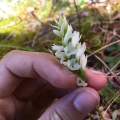 Sphinx ladies’ tresses thumbnail 4