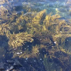 Knotted Wrack thumbnail 1