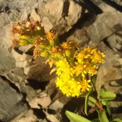 northern seaside goldenrod thumbnail 2