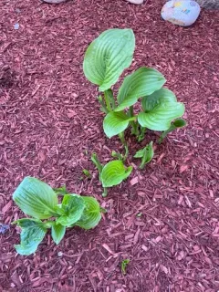 Scented hosta thumbnail 3