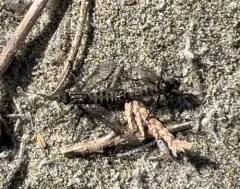 Salish Sea Sandpirate thumbnail 3