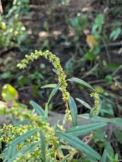 Tidalmarsh Amaranth thumbnail 3