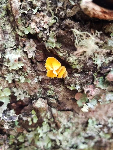 Lachnellula agassizii