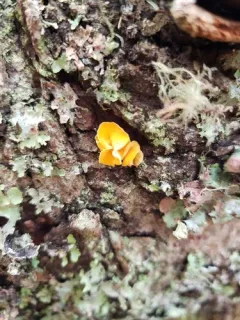 Lachnellula agassizii thumbnail 1