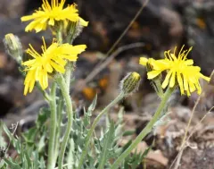 bearded hawksbeard thumbnail 3