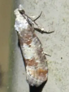 Pitch Pine Tip Moth thumbnail 3