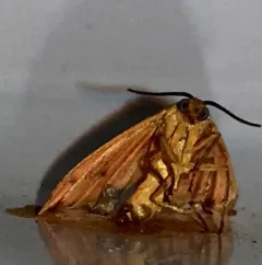 Orange Virbia Moth thumbnail 3