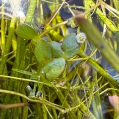 Lobb's aquatic buttercup thumbnail 3