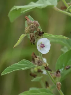 marsh mallow thumbnail 2