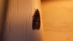 Xenolechia velatella thumbnail 3
