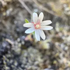 little willowherb thumbnail 4