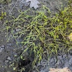 Howell's quillwort thumbnail 4