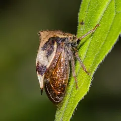 Two-horned Treehopper thumbnail 2