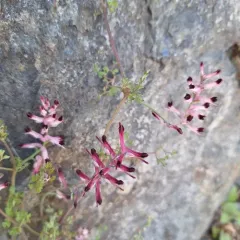 common ramping-fumitory thumbnail 4