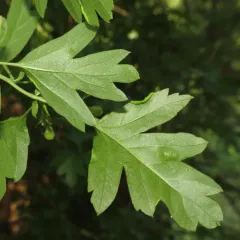 Phyllocoptes goniothorax thumbnail 4