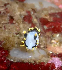 Three-color Polycera thumbnail 4