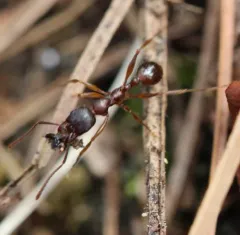 Winnow Ant thumbnail 3