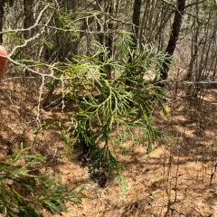 Atlantic white cedar thumbnail 3