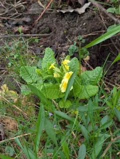 Primrose thumbnail 1