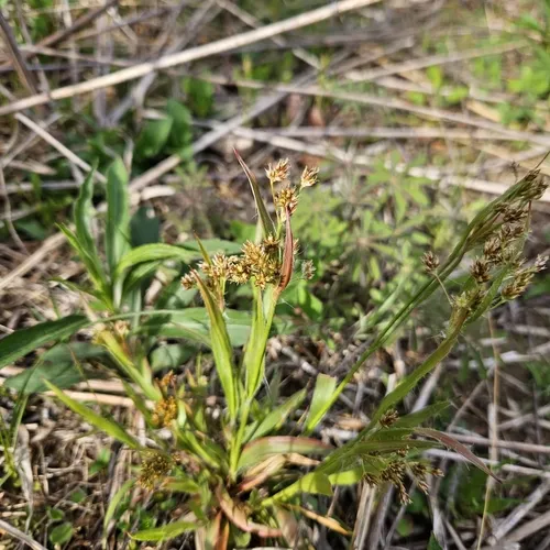 heath wood-rush