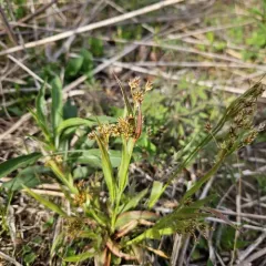 heath wood-rush thumbnail 1