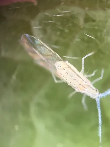 Black-spotted bamboo aphid