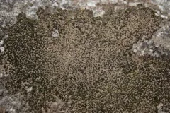 Anisomeridium polypori thumbnail 2