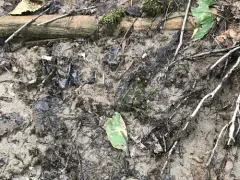 Scutellinia kerguelensis thumbnail 1