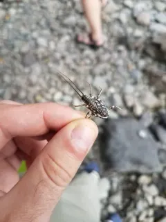 Beautiful Stone thumbnail 1